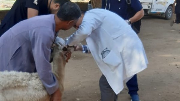 قوافل بيطرية مجانية بأسيوط 