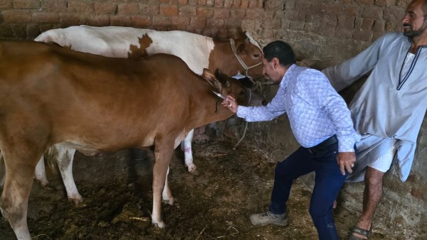 أسيوط: تحصين 36 ألف رأس ماشية ضد الحمى القلاعية والوادي المتصدع أسيوط: تحصين 36 ألف رأس ماشية ضد الحمى القلاعية والوادي المتصدع