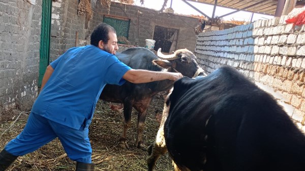 محافظ أسيوط: تحصين 67,277 رأس ماشية