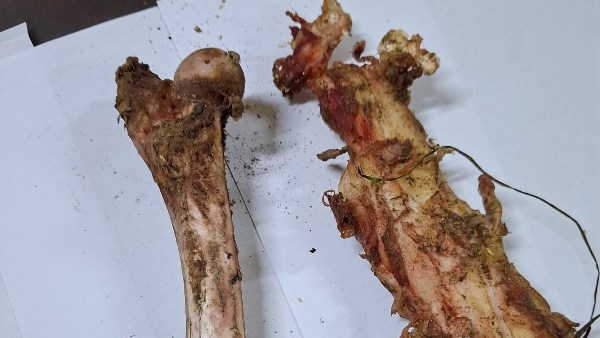 العظام التي عثر عليها بسوهاج