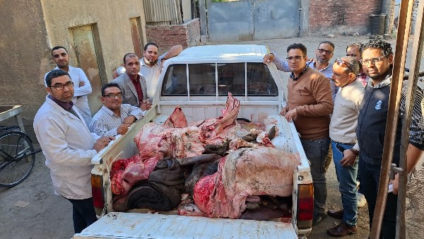 الطب البيطري يضبط لحوم جاموسة عشار مريضة قبل توزيعها في الأسواق بسوهاج