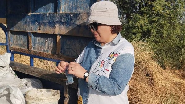 حصاد 333 فدان ذرة شامية ومتابعة زراعة القصب ضمن مشروع ترشيد المياه بالأقصر