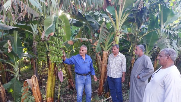 “زراعة الأقصر” تصدر 19 رخصة أعلاف وتتابع مكافحة الآفات ومزارع الموز ضمن جهود التنمية الزراعية