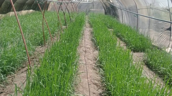 إزالة تعديات على الأراضي الزراعية ومتابعة زراعة 455 فدان قصب غرس خريفي في الأقصر