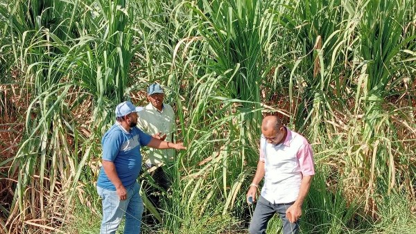 إزالة تعديات على الأراضي ومتابعة زراعة 455 فدان قصب خريفي في الأقصر إزالة تعديات على الأراضي ومتابعة زراعة 455 فدان قصب خريفي في الأقصر