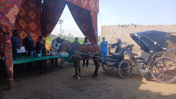 تكريم أصحاب أفضل عشرة خيول حنطور بمحافظة الأقصر صحياً وجمالا و حفاظاً على الطابع السياحي المميز لمحافظة الأقصر