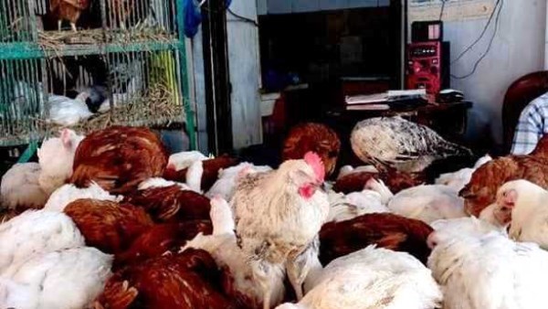 اسعار الدواجن