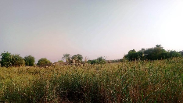 جهود محافظة أسوان