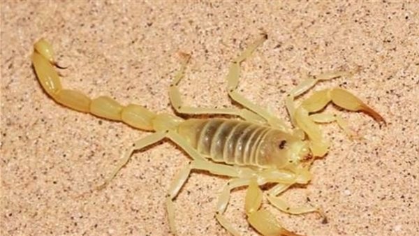 عقرب ارشيفيه 