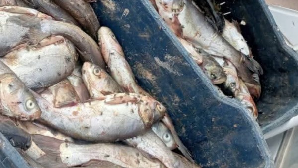 أسماك غير صالحة للاستهلاك الآدمي 