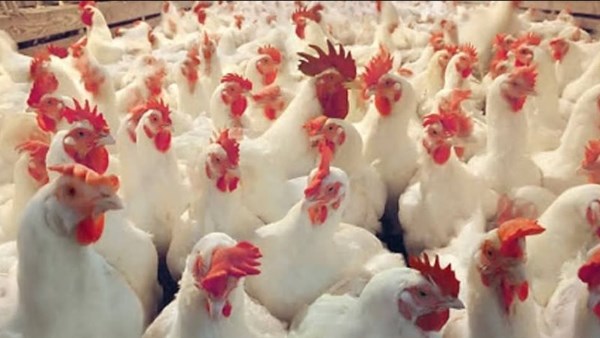 دواجن ارشيفيه 