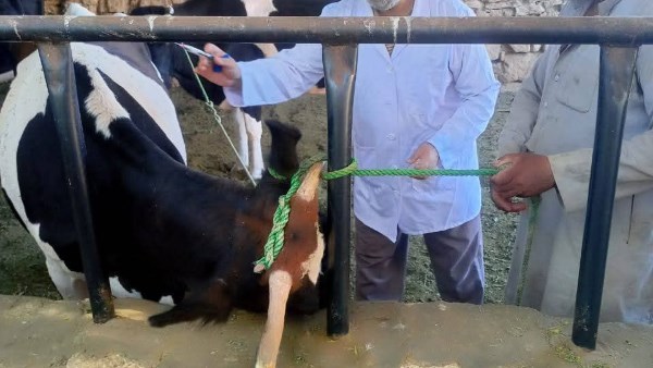 جانب من الحملة