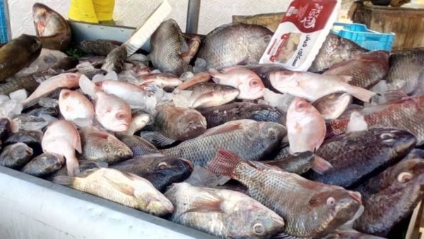 اسماك ارشيفيه 