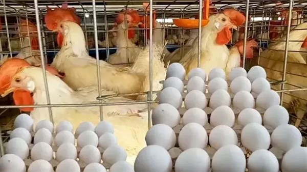 دواجن ارشيفيه 