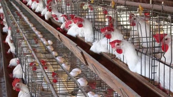 دواجن ارشيفيه 