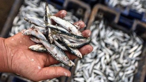 تعرف على أسعار الأسماك الطازجة بأسواق الوادي الجديد تعرف على أسعار الأسماك الطازجة بأسواق الوادي الجديد