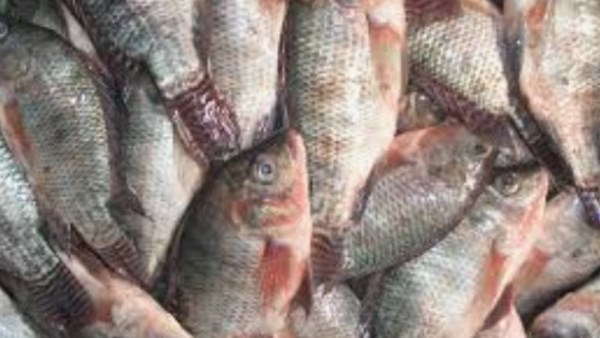 أسماك - أرشيفية 