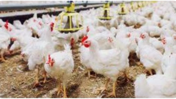 أسعار الدواجن والبيض اليوم بأسواق الوادي الجديد