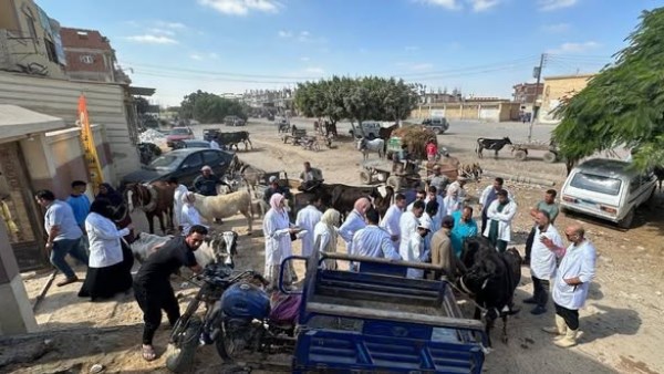 قوافل  بيطرية بمطروح 