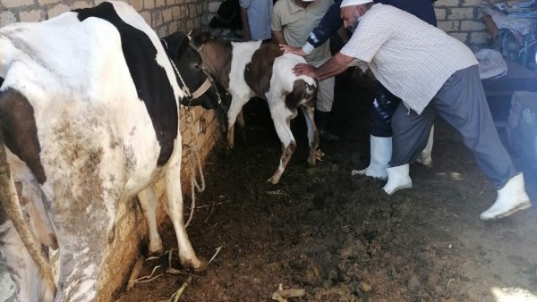 حملة التطعيم  حملة التطعيم