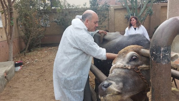 تحصين مواشي 