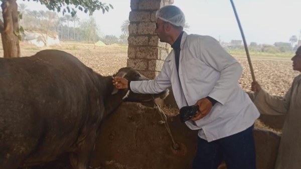 تحصين 65 ألف رأس ماشية ضد أمراض معدية بالقليوبية تحصين 65 ألف رأس ماشية ضد أمراض معدية بالقليوبية