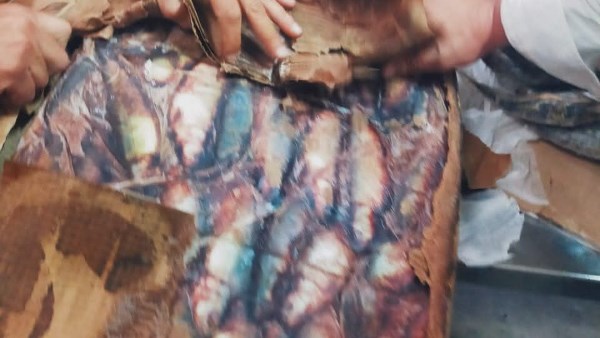 أسماك مجهولة المصدر 