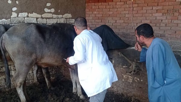 تحصين المواشي 