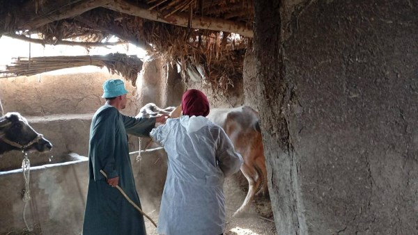 تحصين المواشي 