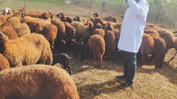 تحصينات المواشي 