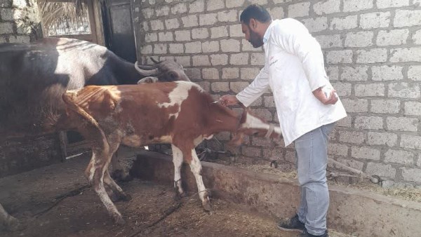 بيطري الشرقية 