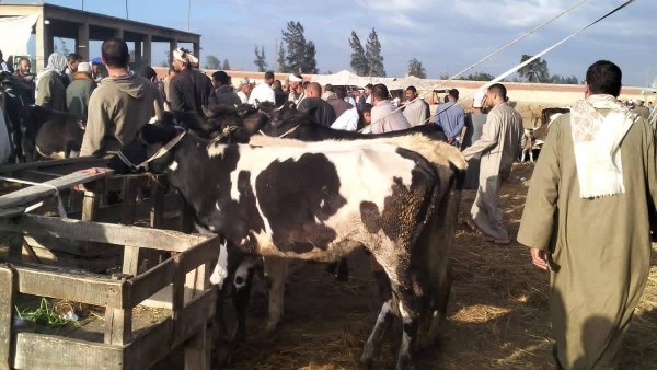 محافظ كفر الشيخ يتابع حملات الطب البيطري لتحصين المواشي.. صور محافظ كفر الشيخ يتابع حملات الطب البيطري لتحصين المواشي.. صور