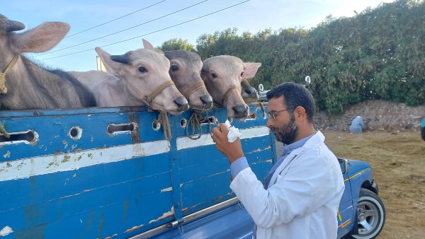 تحصين الماشيه 