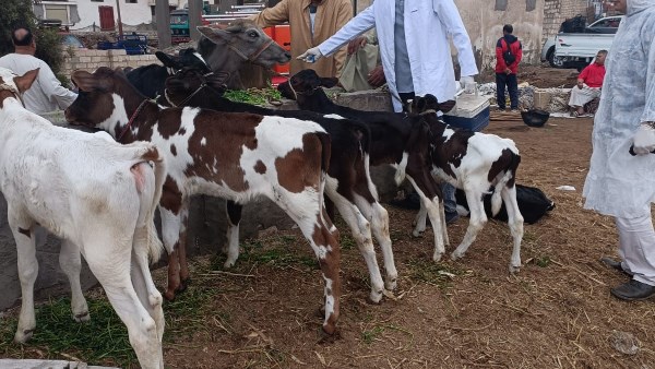 تحصين الماشيه 