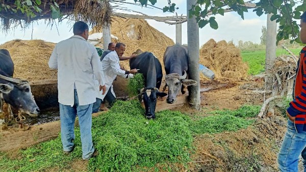 تحصين الماشيه 