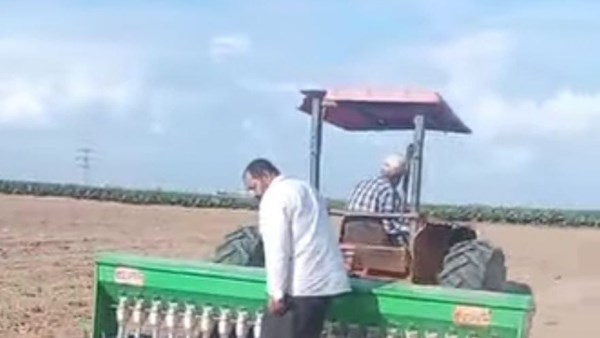 زراعة القمح