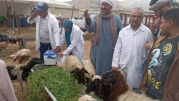 التحصين ضد الحمى القلاعية