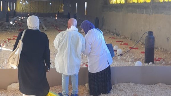 تحصين الدواجن