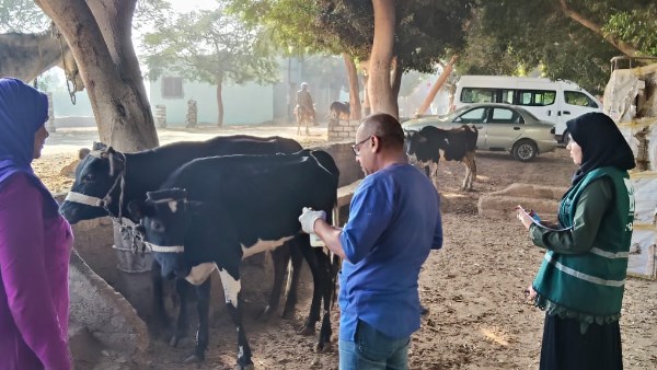 التناسليات الحيوانية 