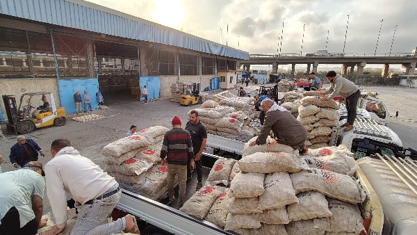 تسليم تقاوى البطاطس