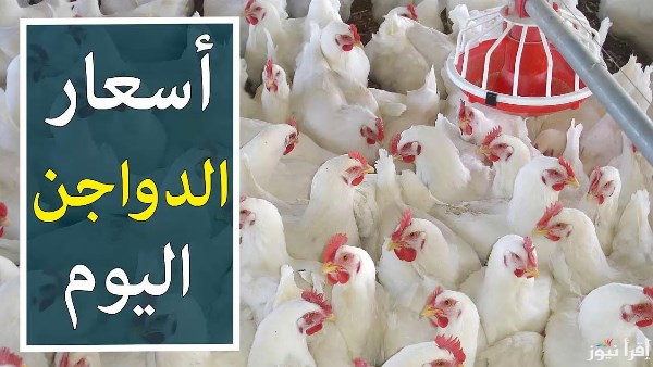 اسعار الفراخ البيضاء اليوم 