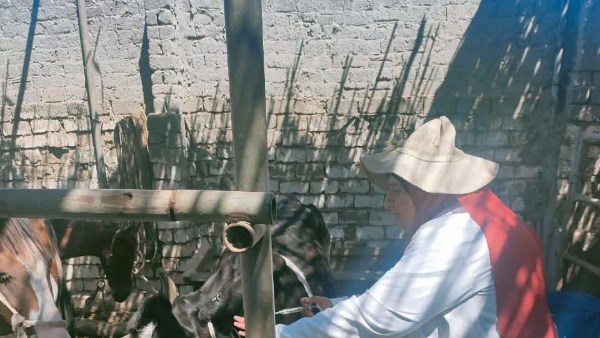 تحصين مواشى