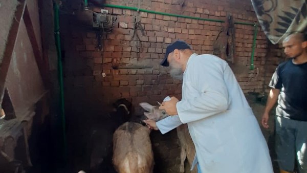 تحصين مواشى