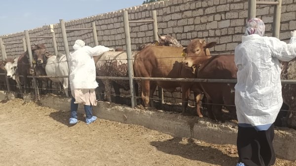 صورة موضوعية صورة موضوعية