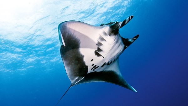 المانتا راي