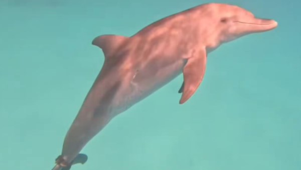 صورة موضوعية