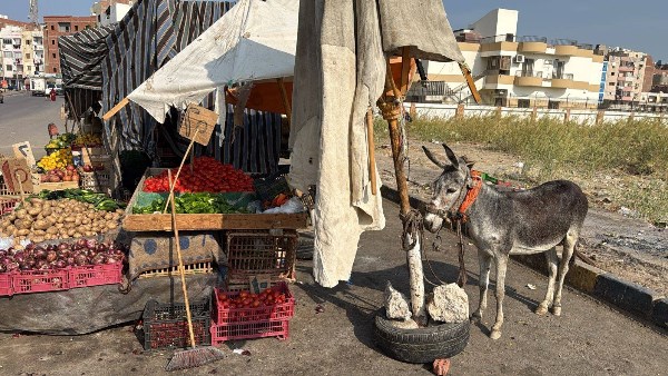 الحمار المتحفظ علية