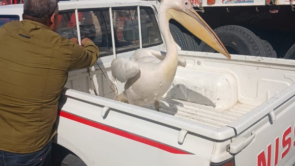 مكافحة التجارة غير الشرعية في الحياة البرية 