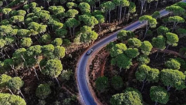 غابات الصنوبر التاريخية 