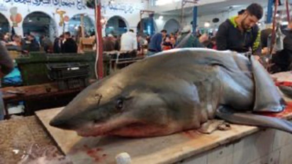 اسماك القرش في تونس 